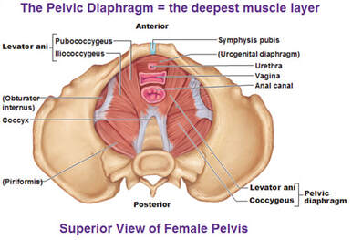 The pelvic floor muscles involved in Vaginismus, vulvodynia and painful sex (dyspareunia)